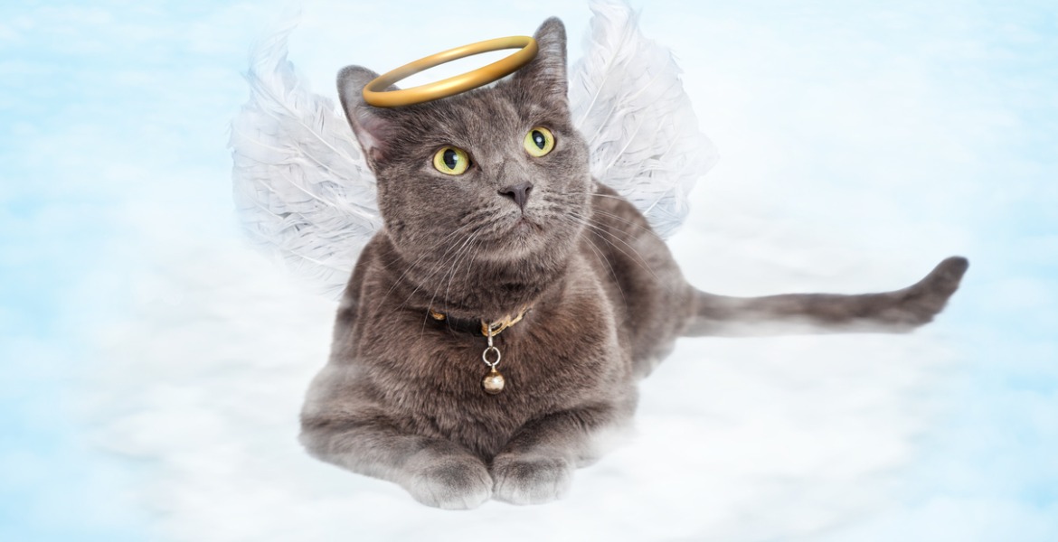 Heaven Cat